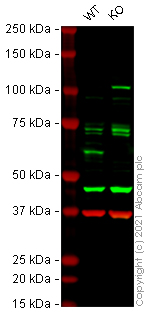 Western blot - Human USP22 knockout HeLa cell lysate (AB257789), expandable thumbnail
