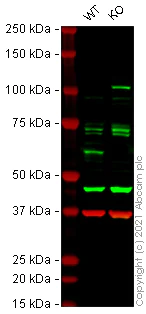 Western blot - Human USP22 knockout HeLa cell lysate (AB257789)