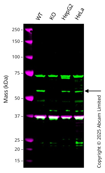 Western blot - Human USP30 Knockout A549 cell line (AB324260), expandable thumbnail
