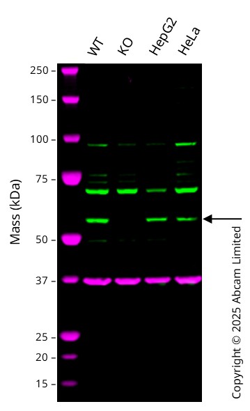 Western blot - Human USP30 Knockout A549 cell line (AB324260), expandable thumbnail