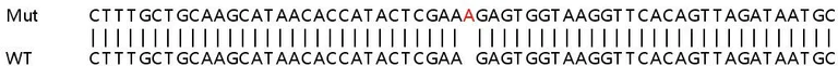 Sanger Sequencing - Human USP33 knockout HEK-293T cell lysate (AB263411)