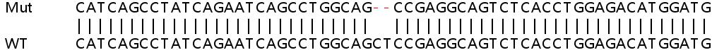 Sanger Sequencing - Human USP42 knockout HeLa cell line (AB264981), expandable thumbnail