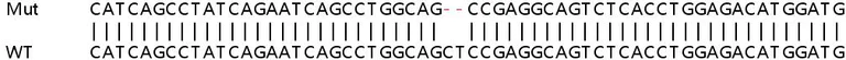Sanger Sequencing - Human USP42 knockout HeLa cell line (AB264981)