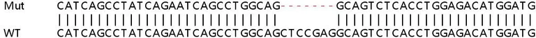 Sanger Sequencing - Human USP42 knockout HeLa cell line (AB264981)