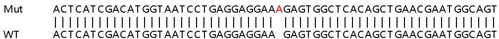 Sanger Sequencing - Human USP9X knockout HeLa cell line (AB265665), expandable thumbnail