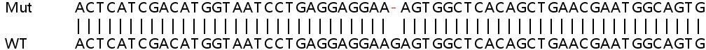 Sanger Sequencing - Human USP9X knockout HeLa cell line (AB265665), expandable thumbnail