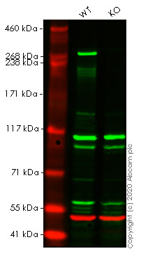 Western blot - Human USP9X knockout HeLa cell line (AB265665), expandable thumbnail