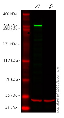 Western blot - Human USP9X knockout HeLa cell line (AB265665), expandable thumbnail