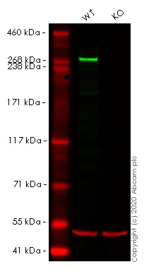 Western blot - Human USP9X knockout HeLa cell lysate (AB257790)