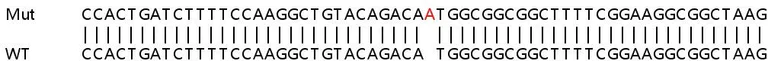 Sanger Sequencing - Human UTP11L knockout HEK-293T cell line (AB266717)