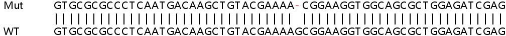 Sanger Sequencing - Human VAC14 knockout HeLa cell lysate (AB258756), expandable thumbnail