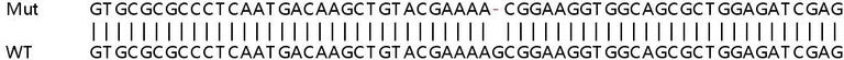 Sanger Sequencing - Human VAC14 knockout HeLa cell lysate (AB258756)