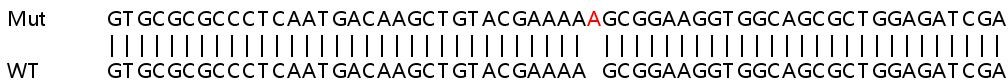 Sanger Sequencing - Human VAC14 knockout HeLa cell lysate (AB258756), expandable thumbnail