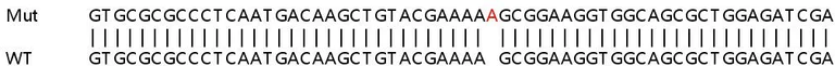 Sanger Sequencing - Human VAC14 knockout HeLa cell lysate (AB258756)
