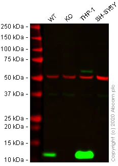Western blot - Human VAMP8 (EDB) knockout A-431 cell lysate (AB270707)
