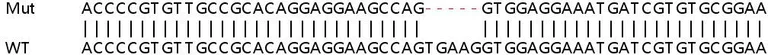 Sanger Sequencing - Human VAMP8 (EDB) knockout HEK-293T cell line (AB266293)