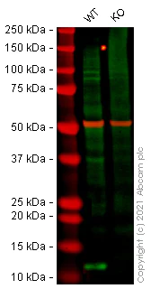 Western blot - Human VAMP8 (EDB) knockout HEK-293T cell line (AB266293)