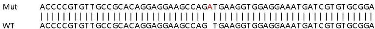 Sanger Sequencing - Human VAMP8 (EDB) knockout HEK-293T cell lysate (AB257791)