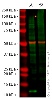 Human VAMP8 (EDB) knockout HEK-293T cell lysate