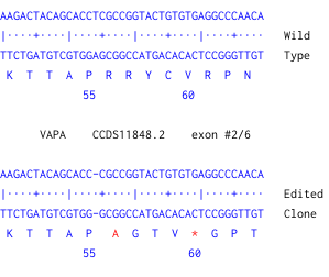 Next Generation Sequencing - Human VAPA knockout HeLa cell line (AB275831)