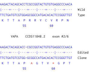 Next Generation Sequencing - Human VAPA knockout HeLa cell line (AB275831)