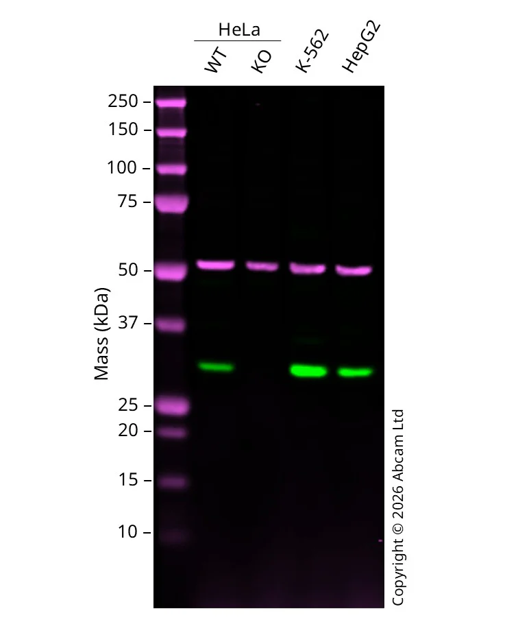 Western blot - Human VAPA knockout HeLa cell line (AB275831)