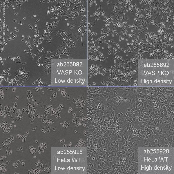 Cell Culture - Human VASP knockout HeLa cell line (AB265892), expandable thumbnail