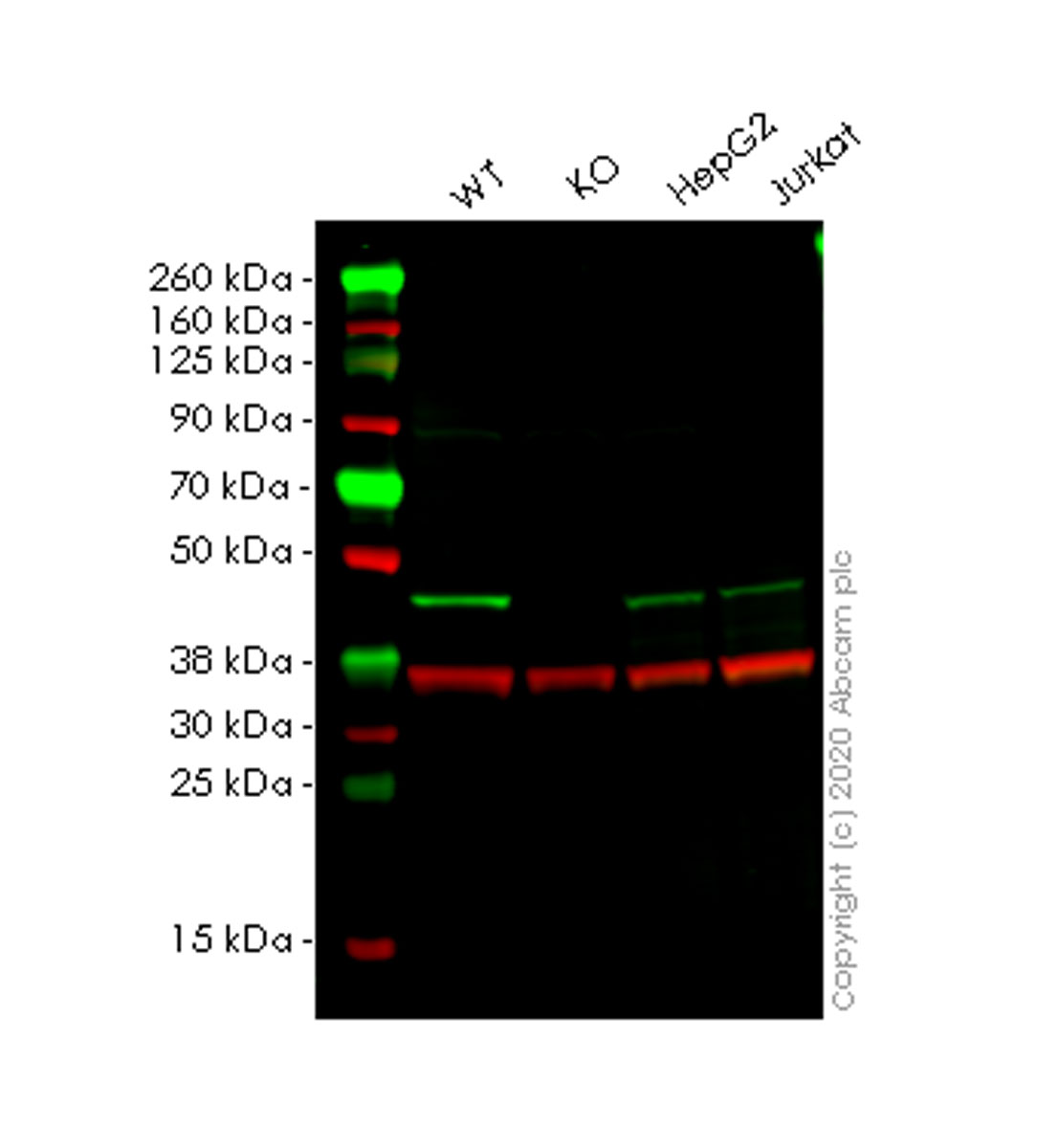 Western blot - Human VASP knockout HeLa cell line (AB265892), expandable thumbnail