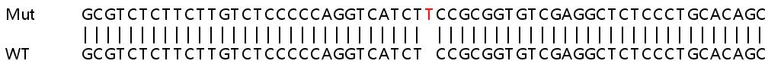Sanger Sequencing - Human VAV2 knockout HeLa cell lysate (AB257794)