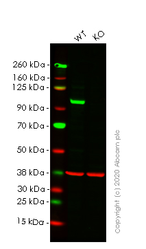 Western blot - Human VAV2 knockout HeLa cell lysate (AB257794), expandable thumbnail