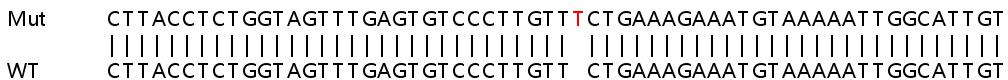 Sanger Sequencing - Human VAV3 knockout HeLa cell line (AB265419), expandable thumbnail