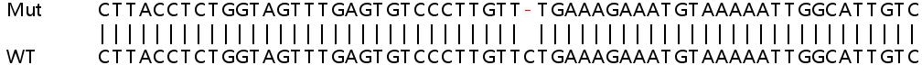 Sanger Sequencing - Human VAV3 knockout HeLa cell line (AB265419), expandable thumbnail