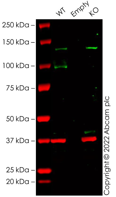 Western blot - Human VAV3 knockout HeLa cell line (AB265419)
