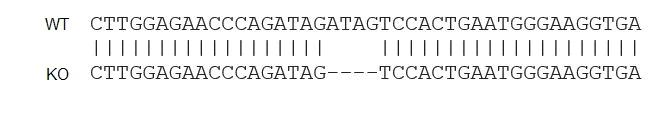 Sanger Sequencing - Human VCAM1 knockout A549 cell lysate (AB275504)