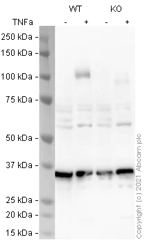 Western blot - Human VCAM1 knockout A549 cell lysate (AB275504)