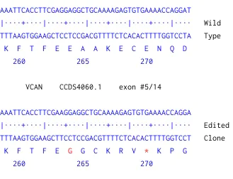 Next Generation Sequencing - Human VCAN knockout U-87 MG cell line (AB306857)