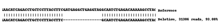 Next Generation Sequencing - Human VCL (Vinculin) knockout A-431 cell line (AB261898)