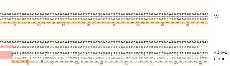 Next Generation Sequencing - Human VCL (Vinculin) knockout A-431 cell line (AB261898)