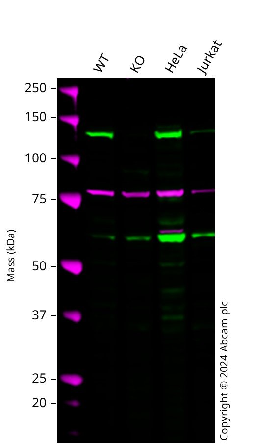 Human VCL (Vinculin) knockout A-431 cell line
