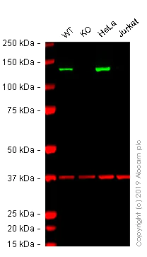 Western blot - Human VCL (Vinculin) knockout A-431 cell line (AB261898)
