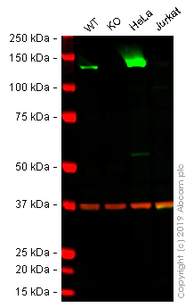 Western blot - Human VCL (Vinculin) knockout A-431 cell lysate (AB261707)