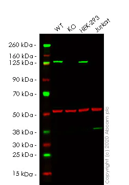 Western blot - Human VCL (Vinculin) knockout HeLa cell lysate (AB257795)