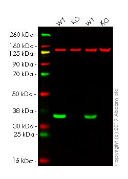 Western blot - Human VDAC1 (Porin) knockout HEK-293T cell lysate (AB263839)