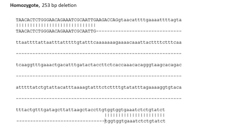 Sanger Sequencing - Human VDAC2 knockout HEK293T cell line (AB305276)