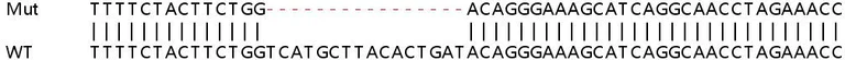 Sanger Sequencing - Human VDAC3 knockout HEK-293T cell line (AB266066)