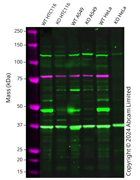 Western blot - Human VDR knockout HCT116 cell line (AB289181)