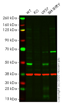 Western blot - Human VDR (Vitamin D Receptor) knockout HeLa cell line (AB265430), expandable thumbnail