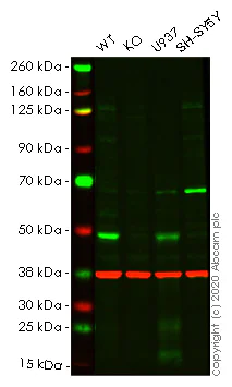 Western blot - Human VDR (Vitamin D Receptor) knockout HeLa cell line (AB265430)