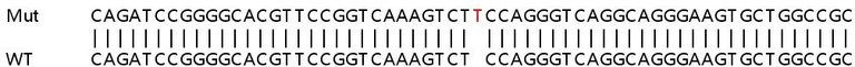 Sanger Sequencing - Human VDR (Vitamin D Receptor) knockout HeLa cell lysate (AB257796)