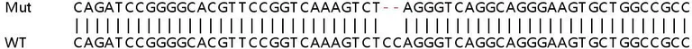 Sanger Sequencing - Human VDR (Vitamin D Receptor) knockout HeLa cell lysate (AB257796)